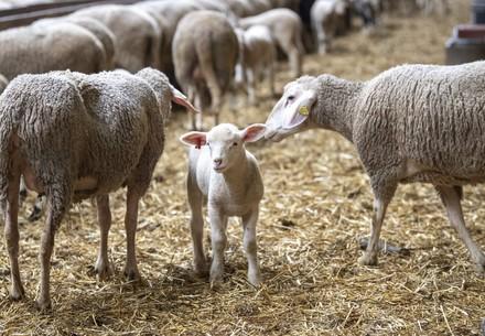 Sheep in a barn