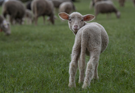 lamb