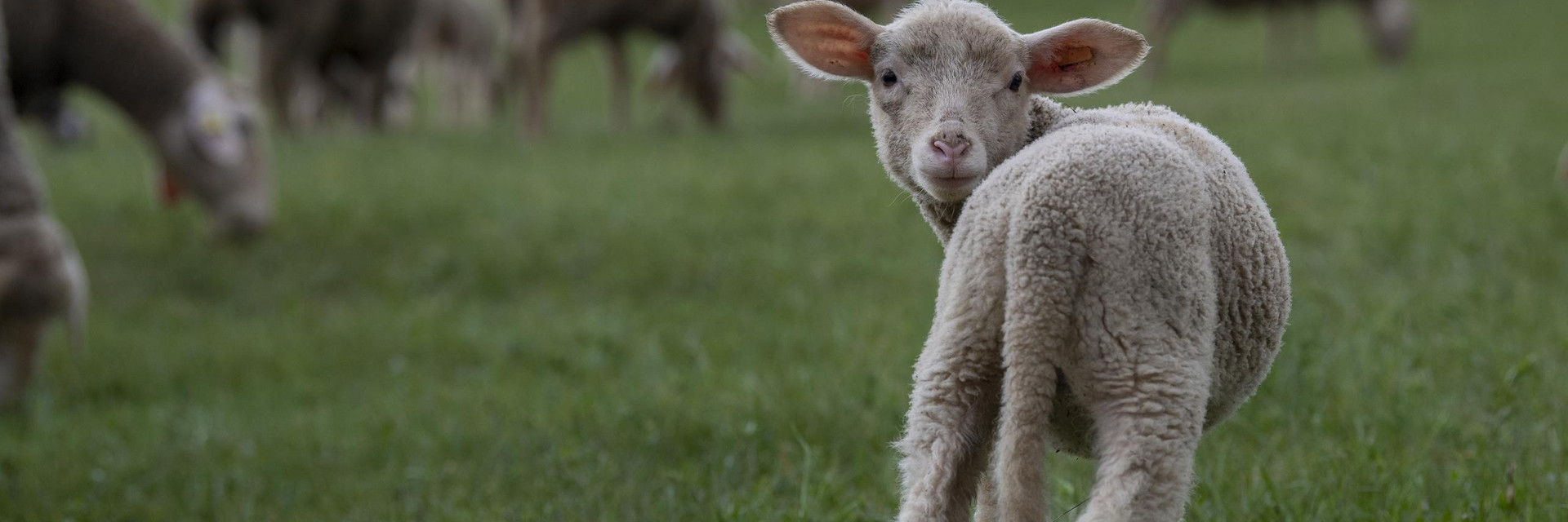 Animal-friendly fashion