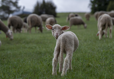 Lamb standing in a field 