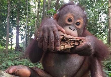 Baby Orangutan Indra