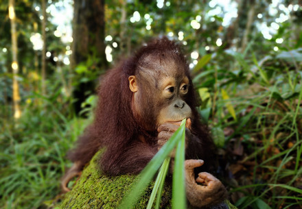 Orangutan Tegar