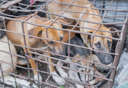 Dogs trapped in a tiny cage are victims of the dog and cat meat trade