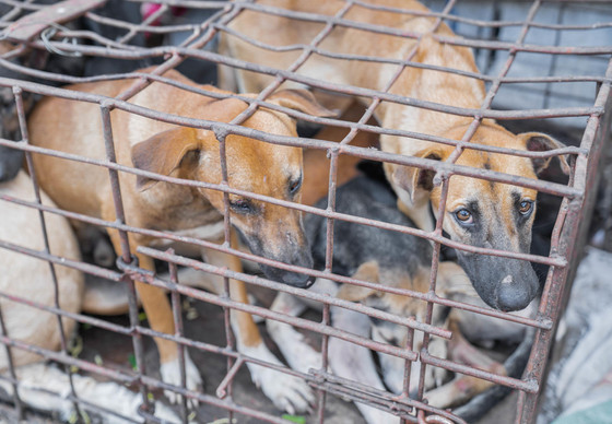 Dogs in a cage