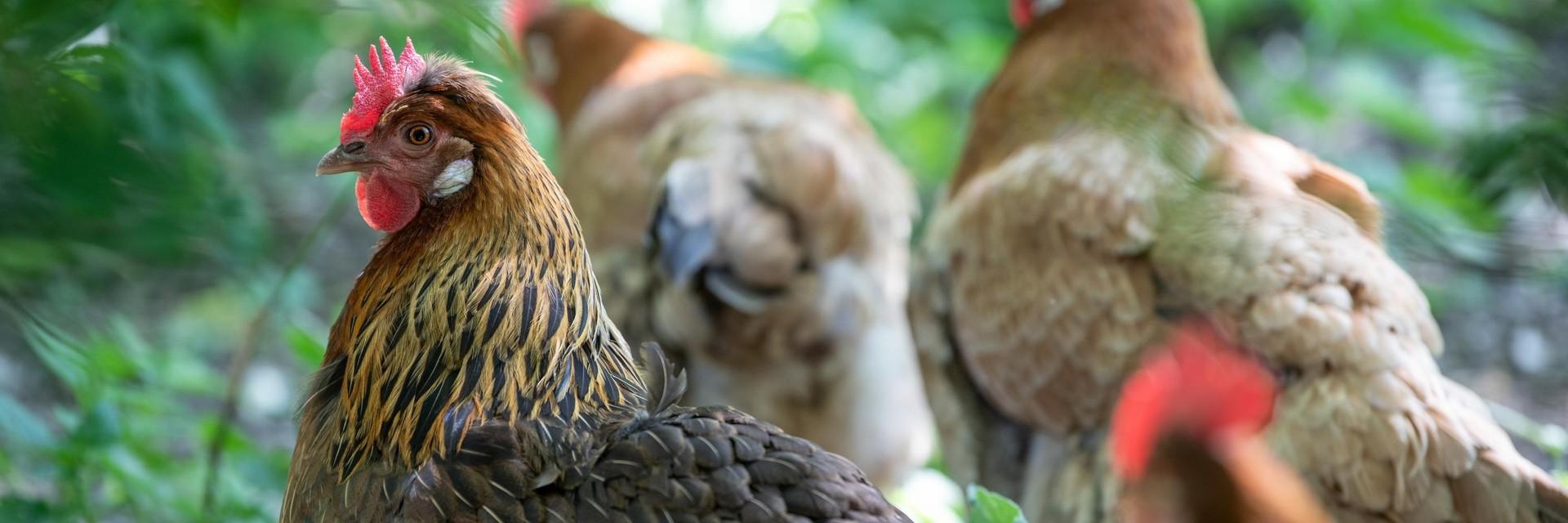 Happy chickens in a free range farm