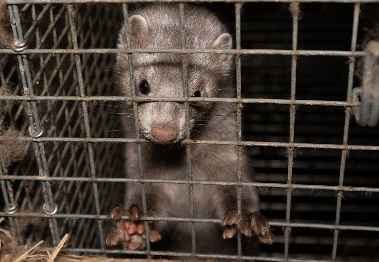 Lithuanian Government Outlaws Fur Farms Mink caged in a fur farm
