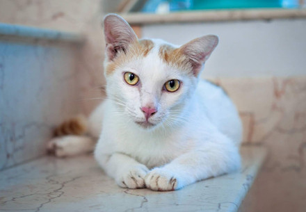 Rescued cat from Cambodia