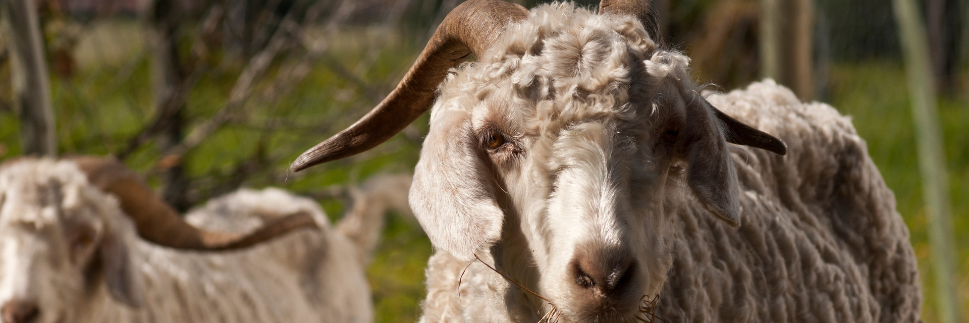 Goat eating hay