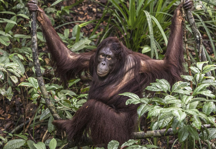Orangutan Amalia