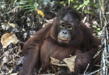 Orangutan Gonda