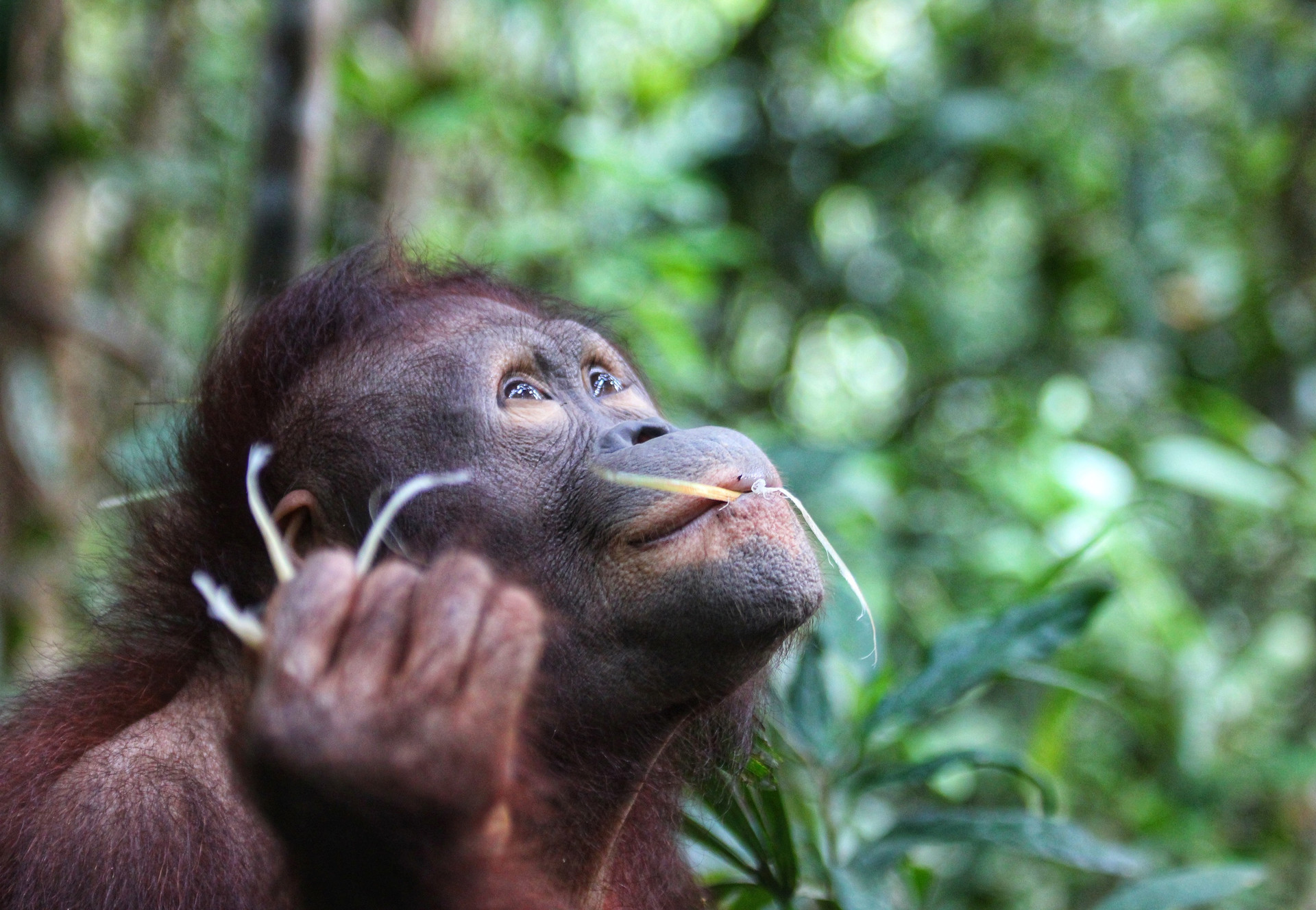 Orangutan