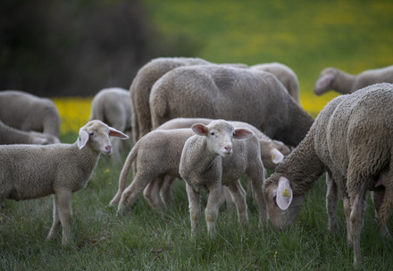 Merino sheep