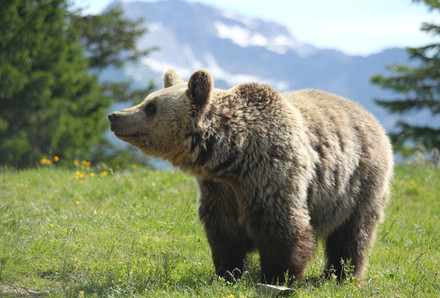 Bear Amelia at Arosa Bear Sanctuary