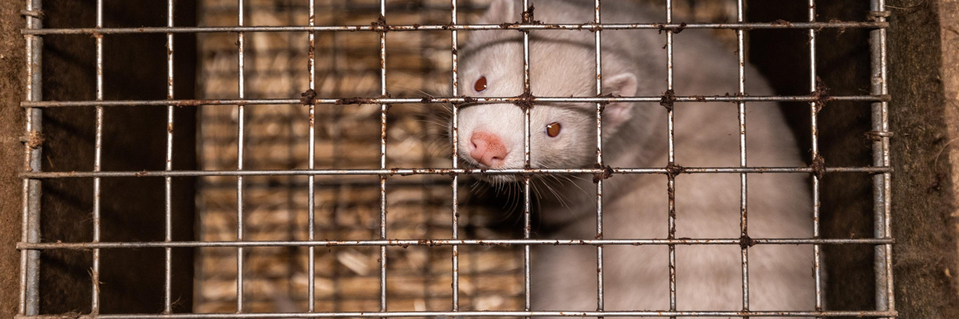 Mink in a cage at a fur farm Mink in a cage at a fur farm