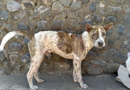 Rescue Dog Bobo