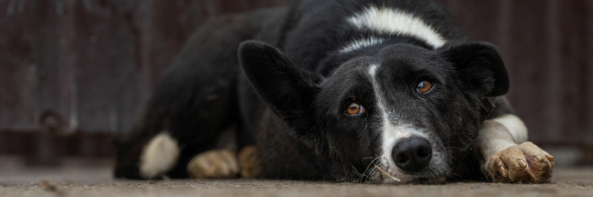 Stray Dog in Ukraine Stray Dog in Ukraine