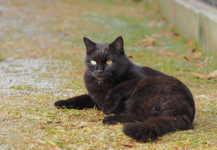 Cat Pino