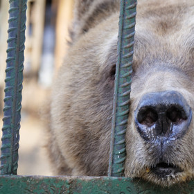 #SaddestBears