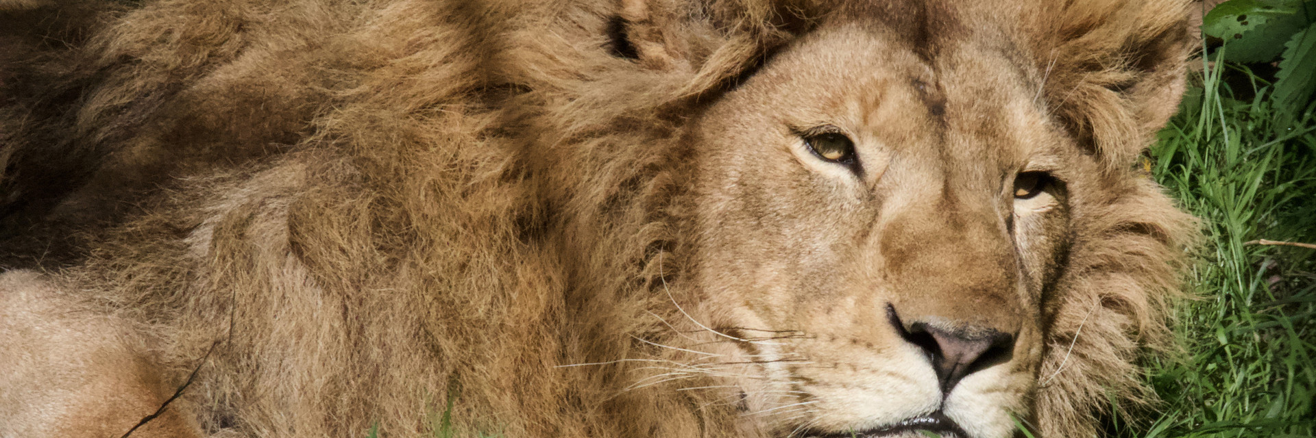 Lion Simba laying on the grass