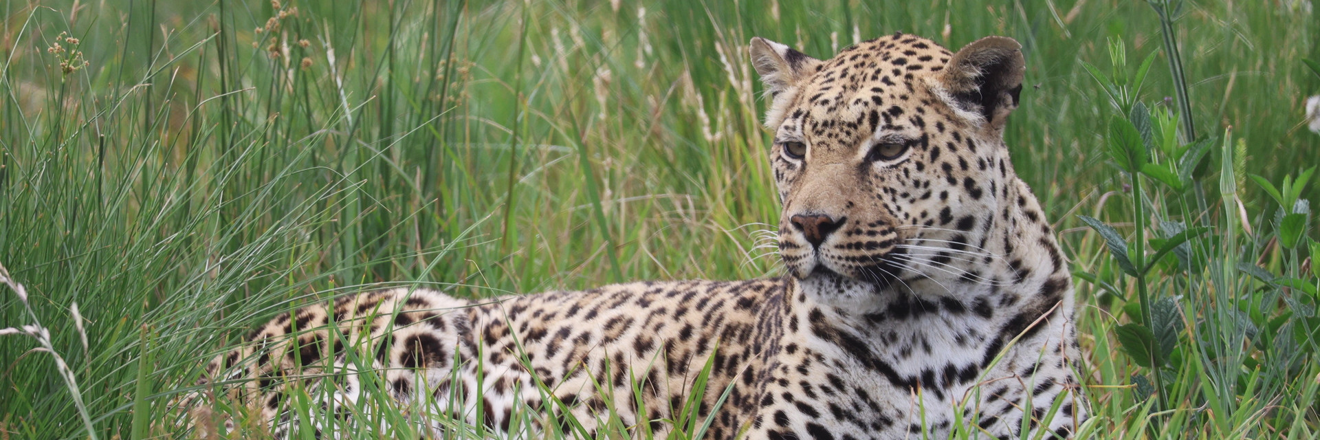 Leopard lying in grass