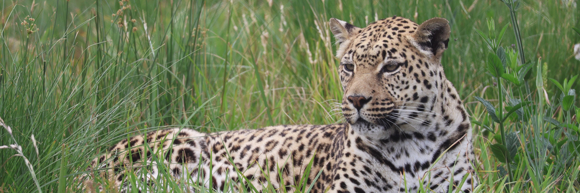 Leopard Tulani at LIONSROCK Big Cat Sanctuary