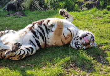 Tigress Kenya rolling in grass