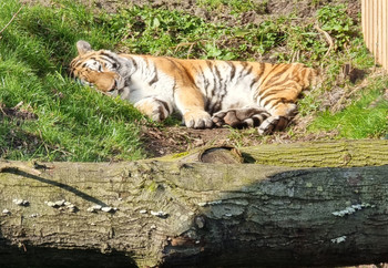 Tiger Kenya sleeping outside