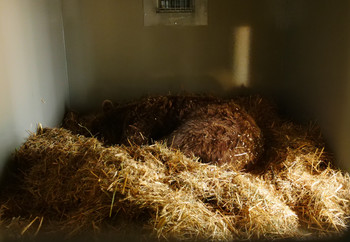 Brown bear sleeping in straw