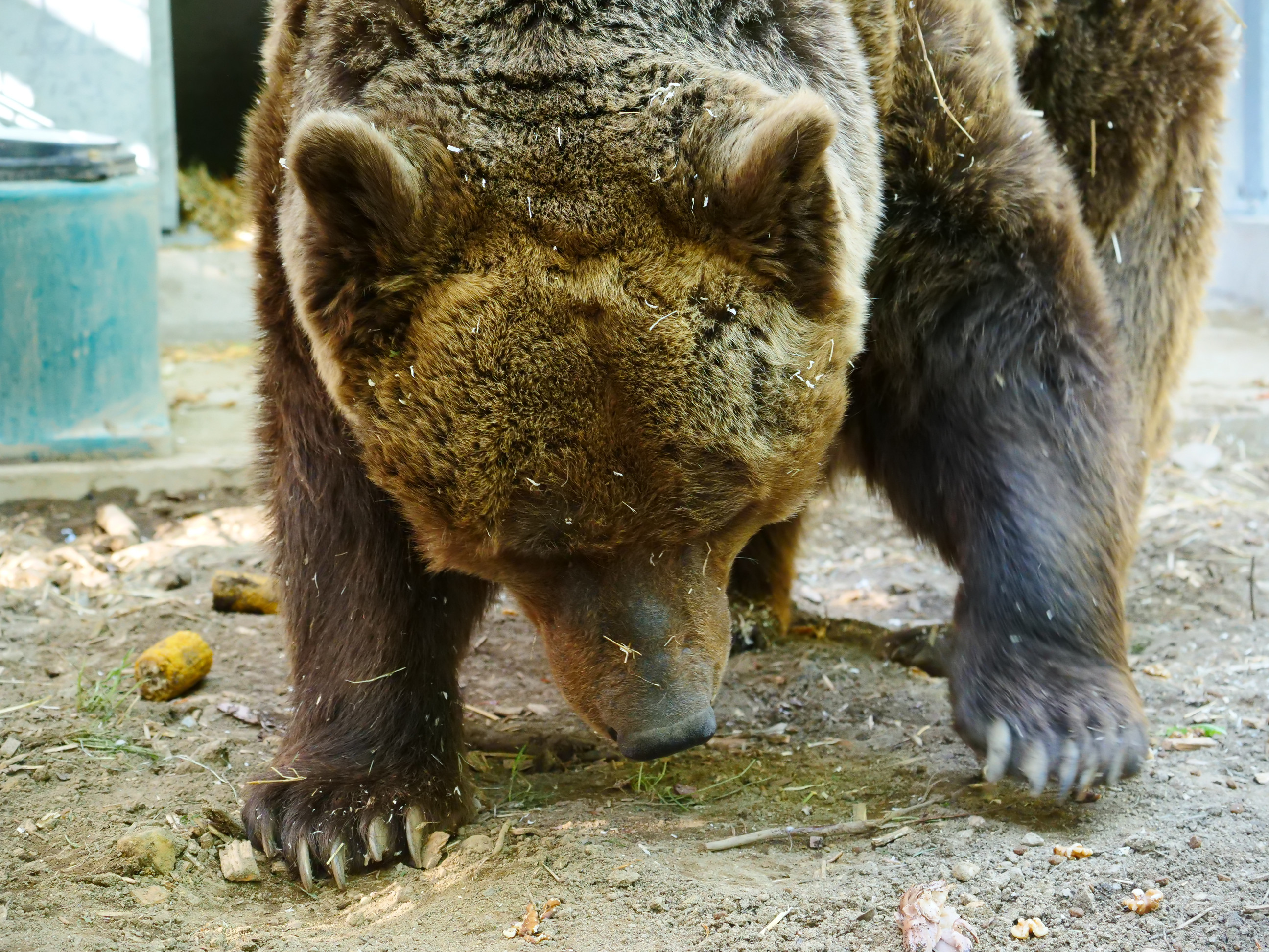 Brown bear looking down at the floor