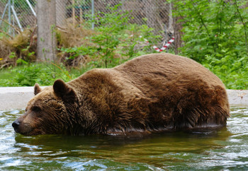 Bear Felix enjoying himself in BEAR SANCTUARY ArbesbachArbesbach
