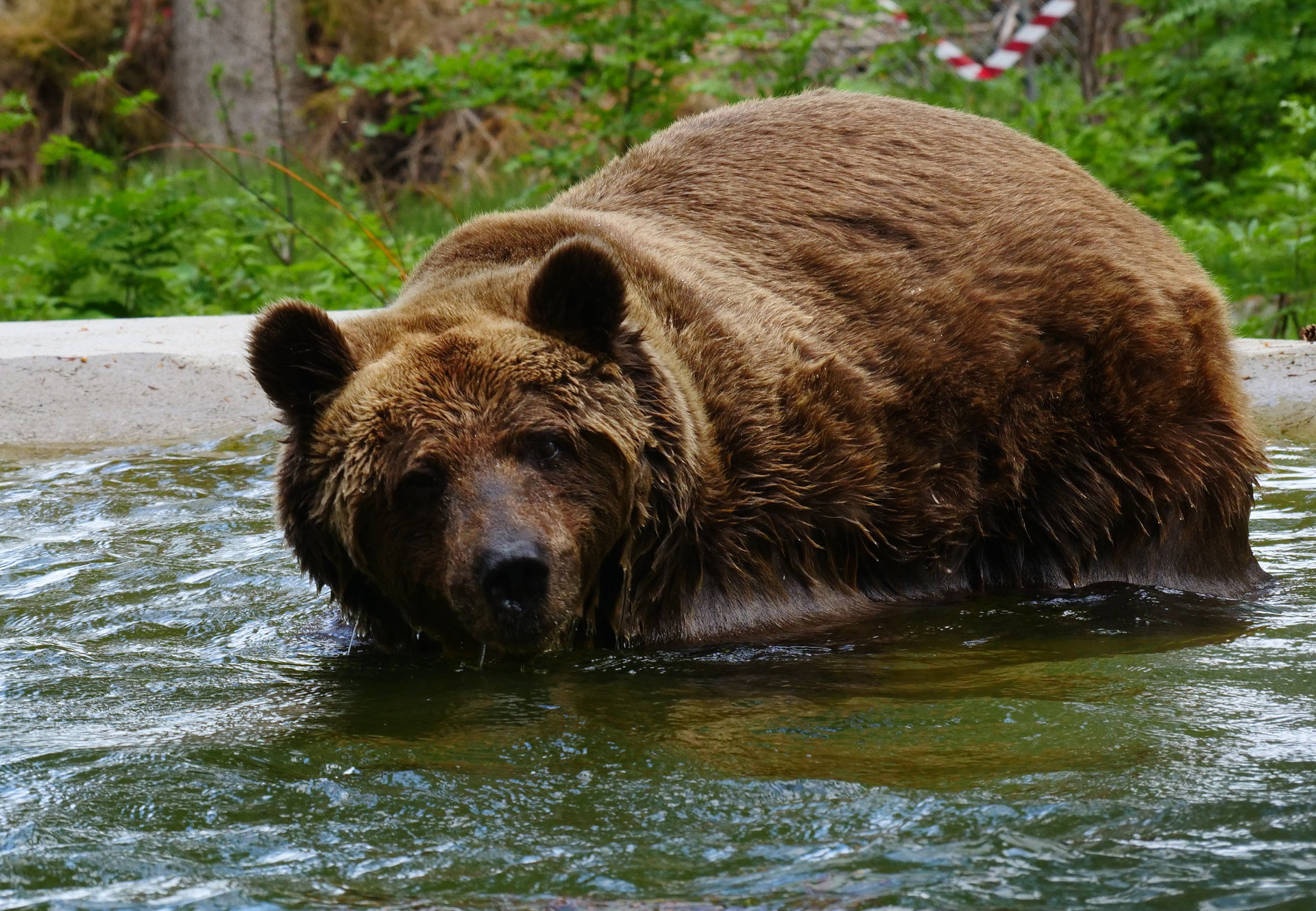 Brown bear behind bars in captivity
