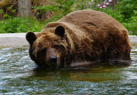 Brown bear behind bars in captivity