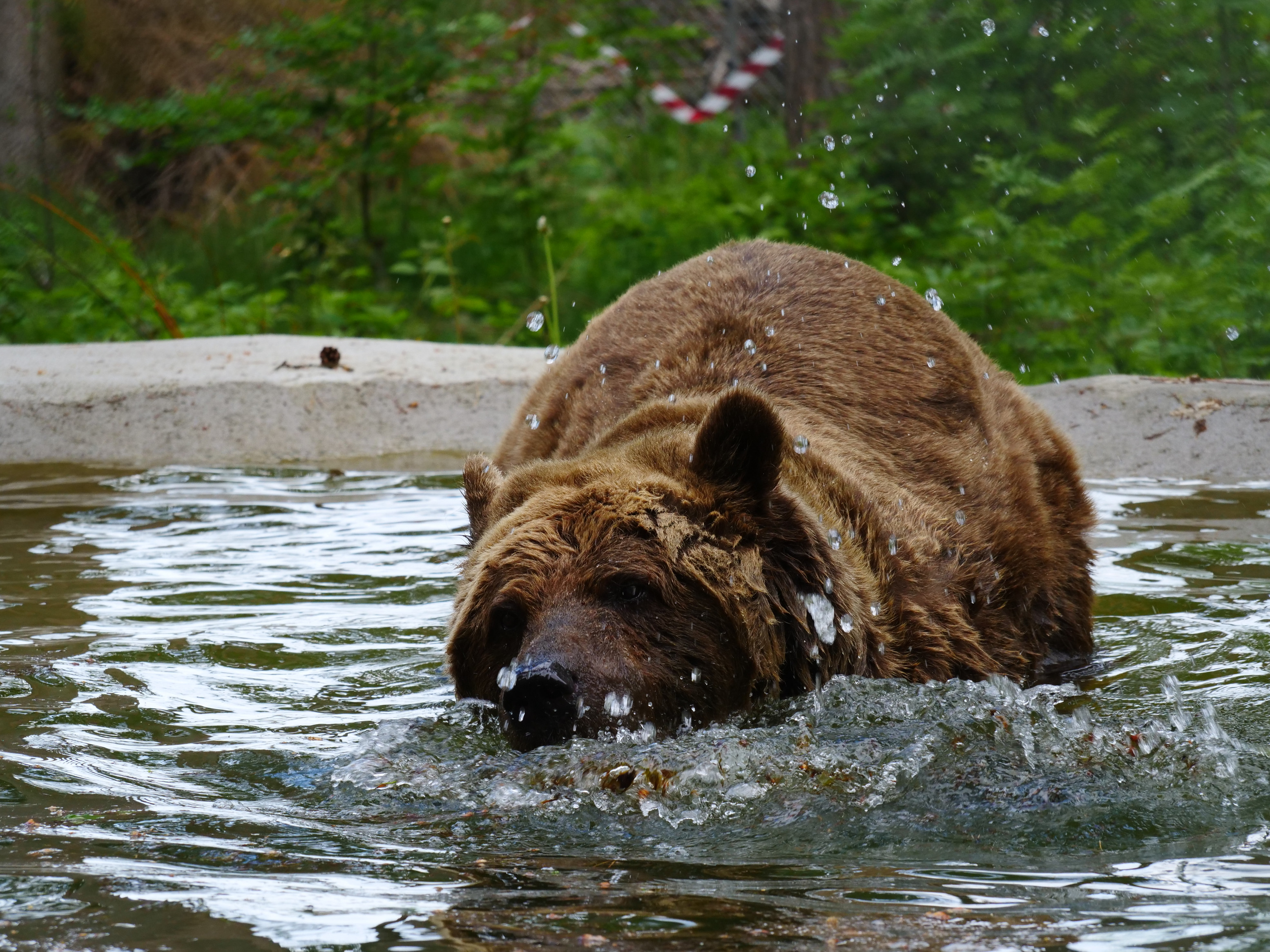 Brown bear in water