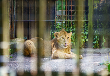 Lion Mero laying in his temporary enclosure and sticking his tongue out