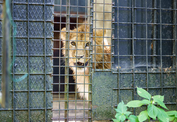 Lion cub Mero is waiting in his temporary enclosure for his forever home