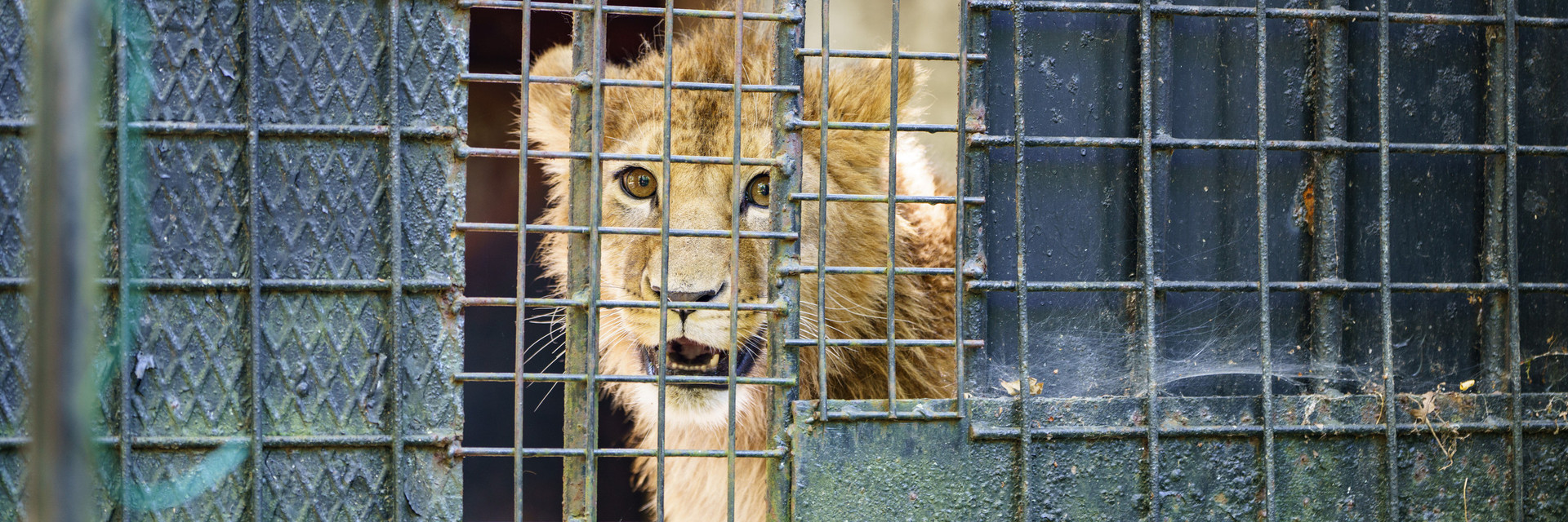 Lion cub Mero is looking from behind a wall in his temporary enclosure at a zoo in Czechia