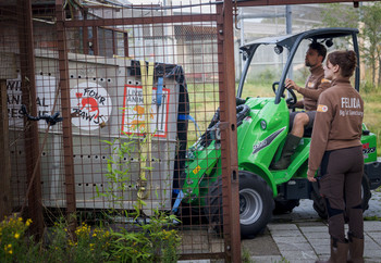 Lion in transport crate arriving at new enclosure