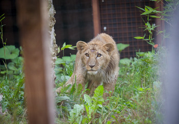 Young lion exploring an enclosure
