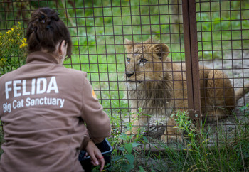 Young lion in his enclosure looking at a sanctuary worker