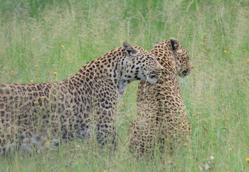 Two leopards in a sanctuary in South Africa