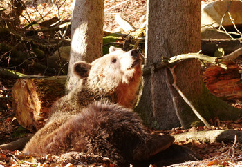 Bear Mici at BEAR SANCTUARY Arbesbach