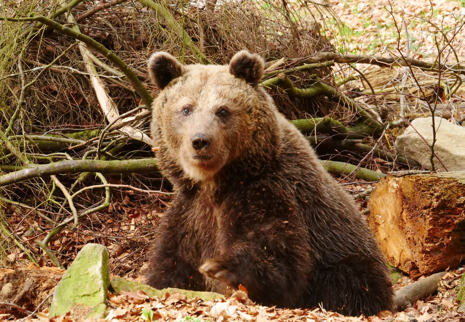 Bear Mici in the outdoor enclosure in Arbesbach, Austria