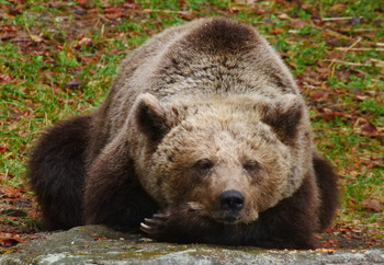 Bear Mici at BEAR SANCTUARY Arbesbach
