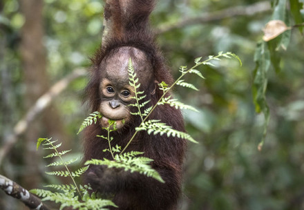 Orangutan Kartini