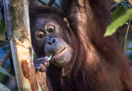Orangutan Eska