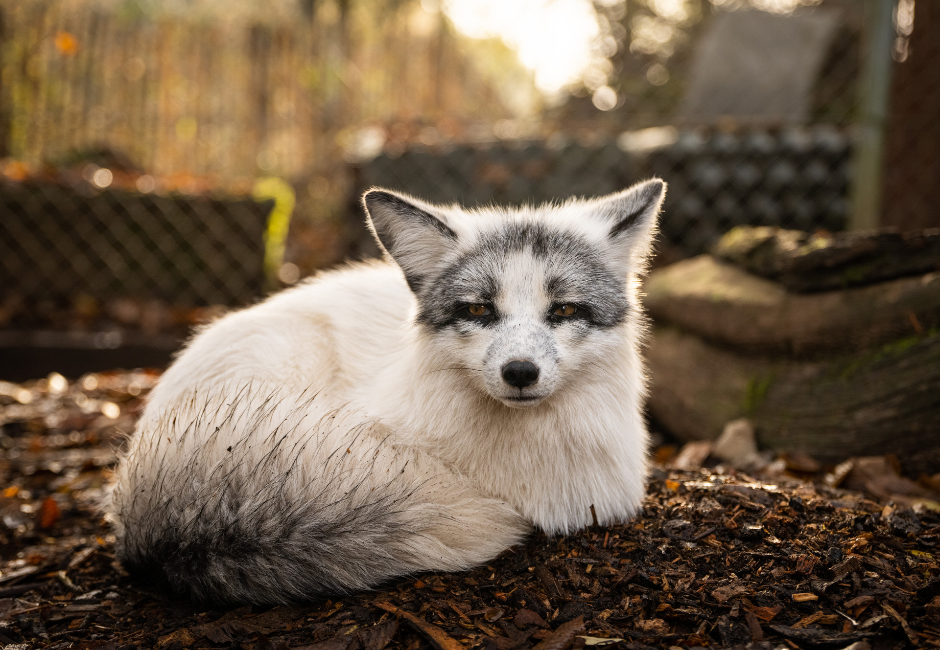 Fox Mala at TIERART