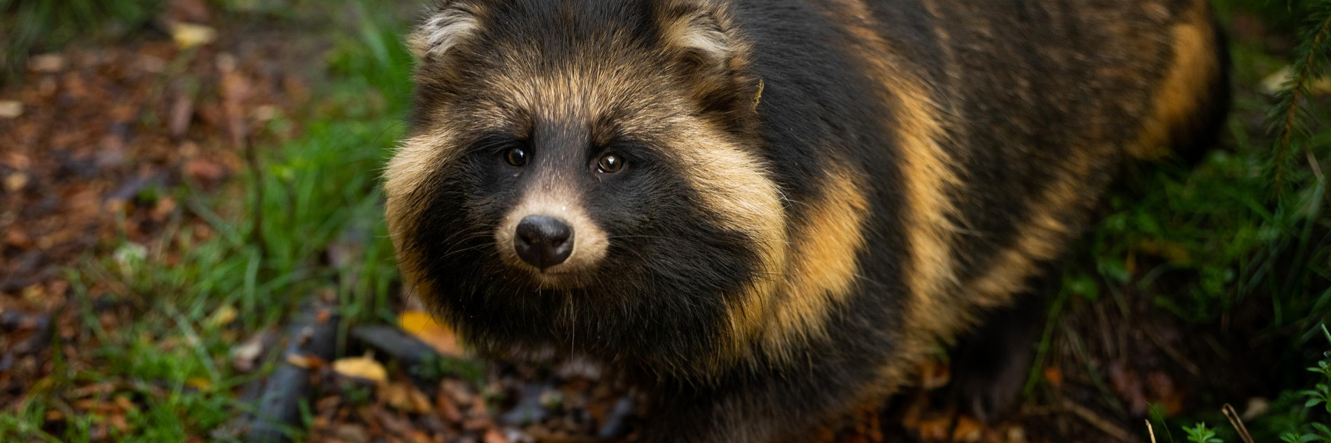 Raccoon dog at TIERART