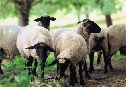 A flock of sheep