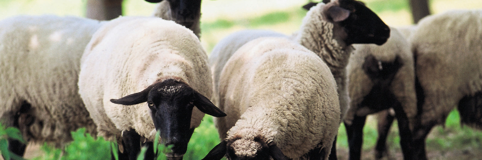 Sheep outside