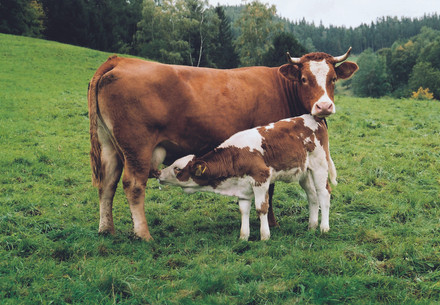 Kuh und ihr Junges